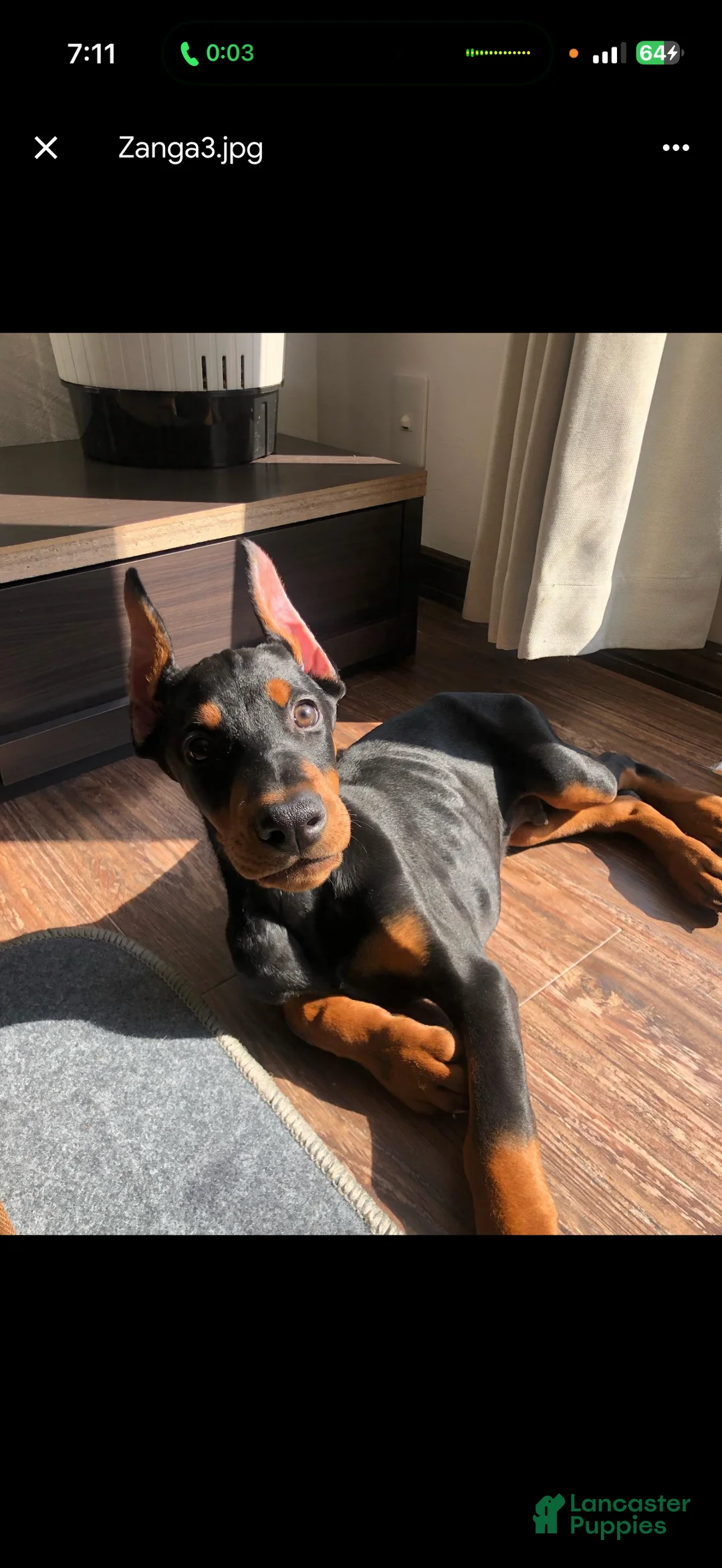 Doberman Pinscher dogs for sale: Doberman Pinscher Puppy 2 - Ad 1