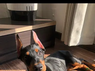 Doberman Pinscher dogs Doberman Pinscher Puppy 2 - Ad 33