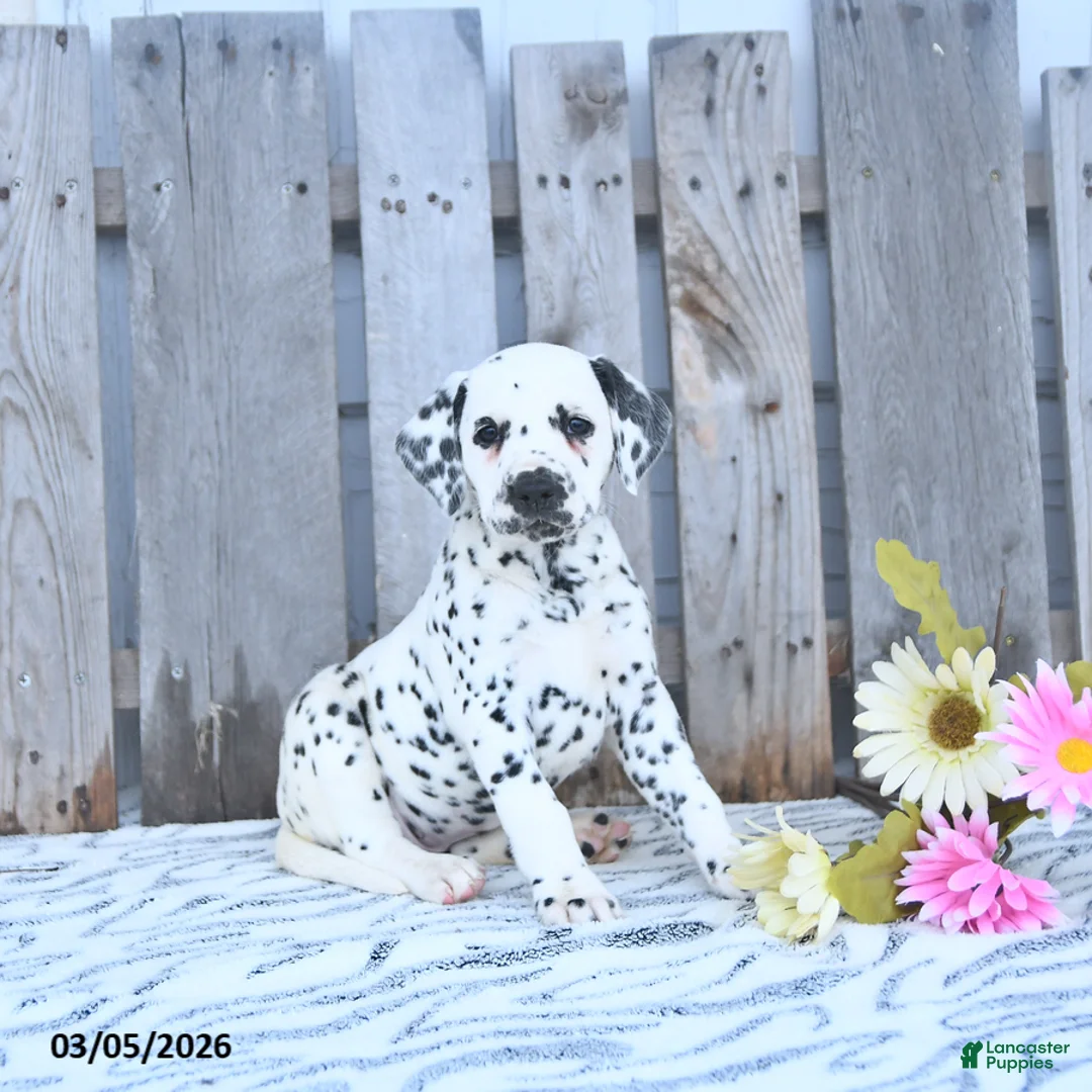 Dalmatian dogs for sale: Freya - Ad 1