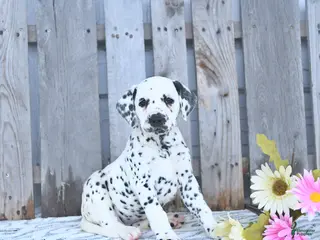 Dalmatian dogs for sale: Freya - Ad 3