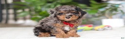Cavapoo dogs for sale: Oakley - Ad 6