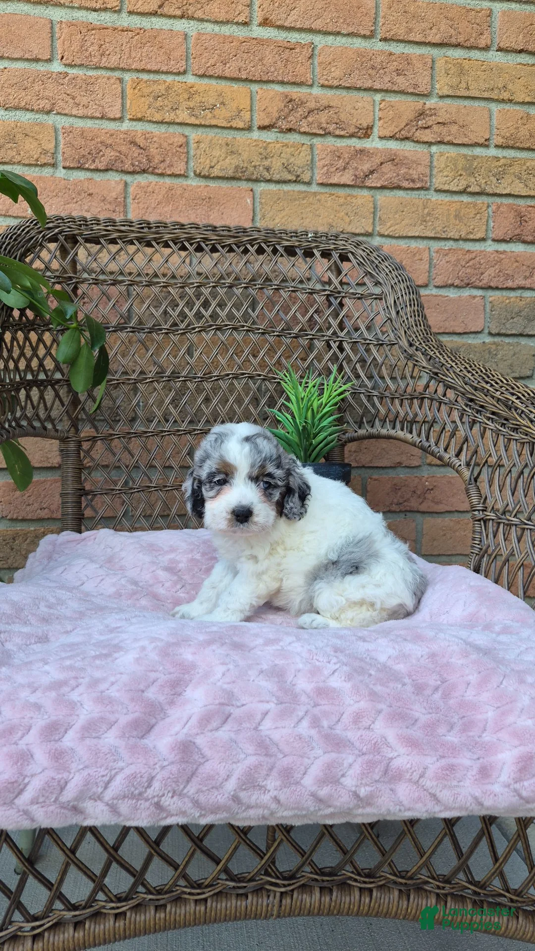 Cockapoo dogs for sale: Annie - Ad 10