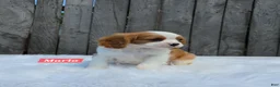 Cavalier King Charles Spaniel dogs for sale: Marlo - Ad 7