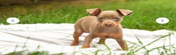 Miniature Pinscher dogs for sale: Miniature Pinscher Puppy 1 - Ad 3