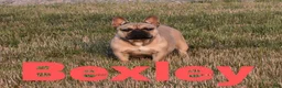 French Bulldog dogs for sale: Oliver - Ad 7