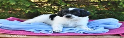 Portuguese Water Dog dogs for sale: Glory - Ad 6