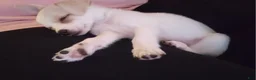 Chiweenie dogs for sale: Benjamin "Benji" - Ad 4
