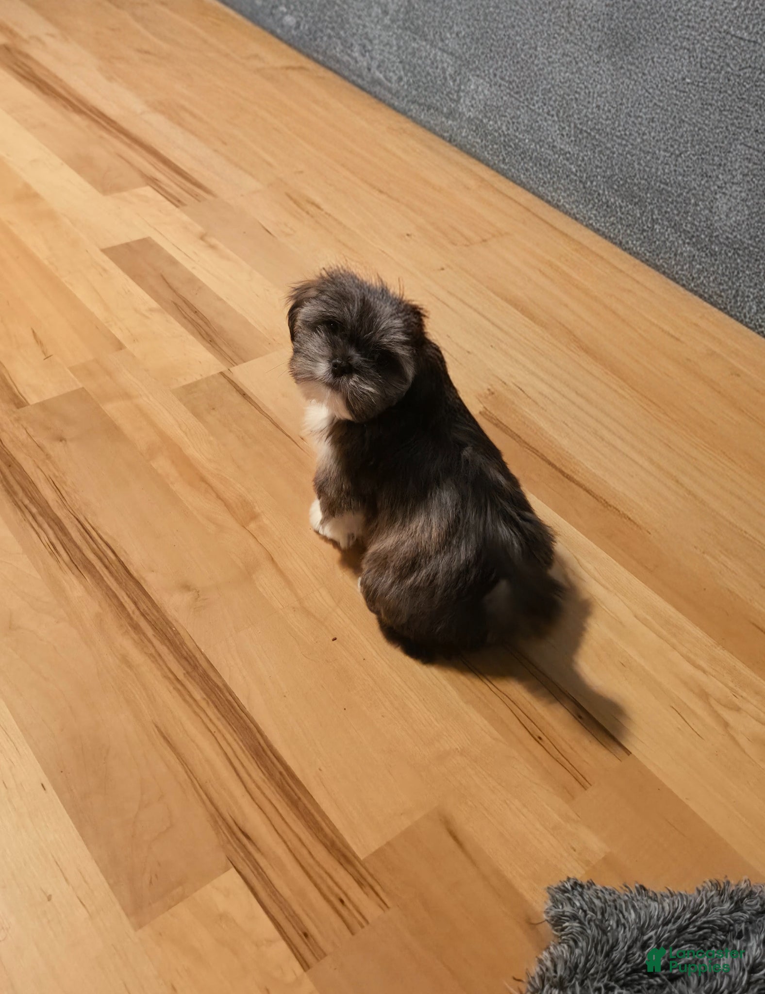 Lhasa Apso dogs Saffron - Ad 2