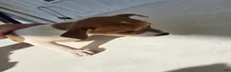 Chihuahua dogs for sale: Baby - Ad 7