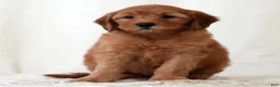 Mini Goldendoodle dogs for sale: Rio - Ad 2
