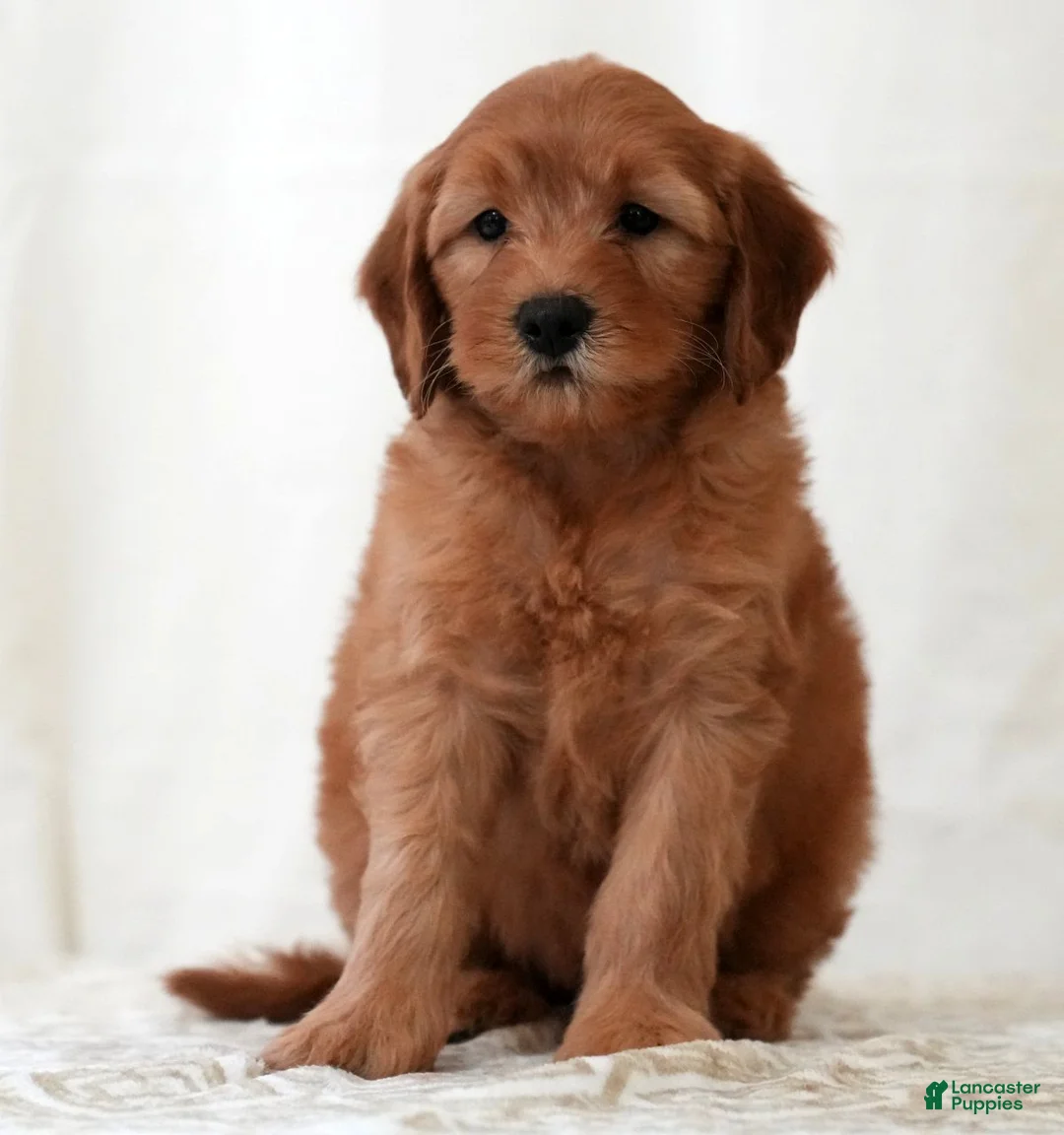 Mini Goldendoodle dogs for sale: Rio - Ad 2