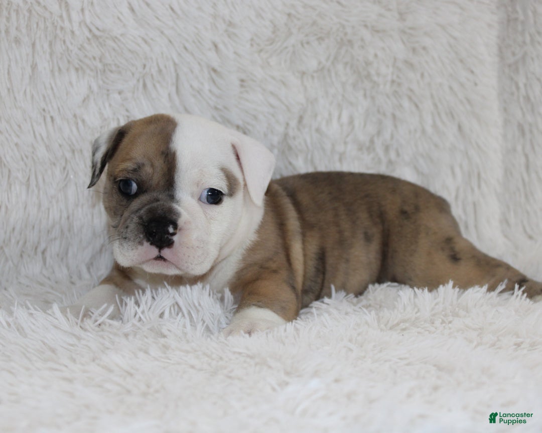 English Bulldog dogs for sale: Raine - Ad 7