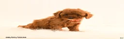 Cavapoo dogs for sale: Ivan - Ad 4
