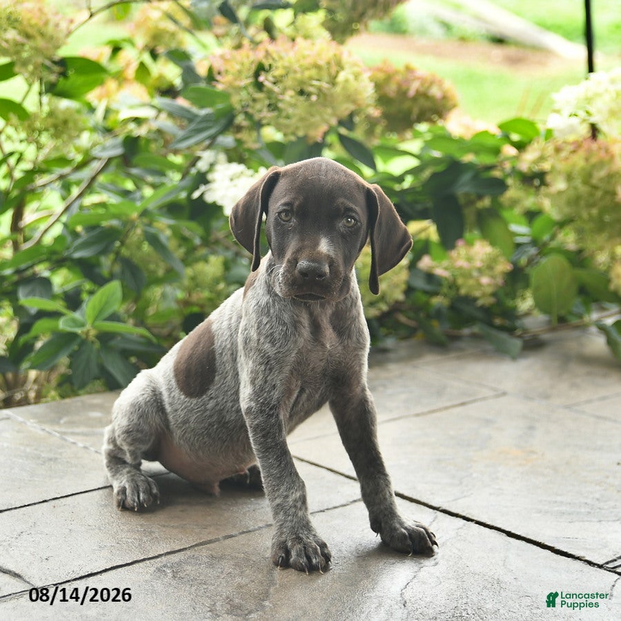 German Shorthaired Pointer dogs Dash  - Ad 1