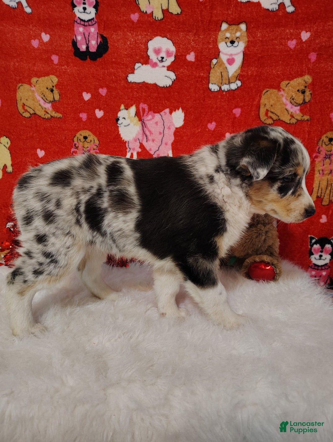 Mixed Breed dogs for sale: Colt - Ad 9