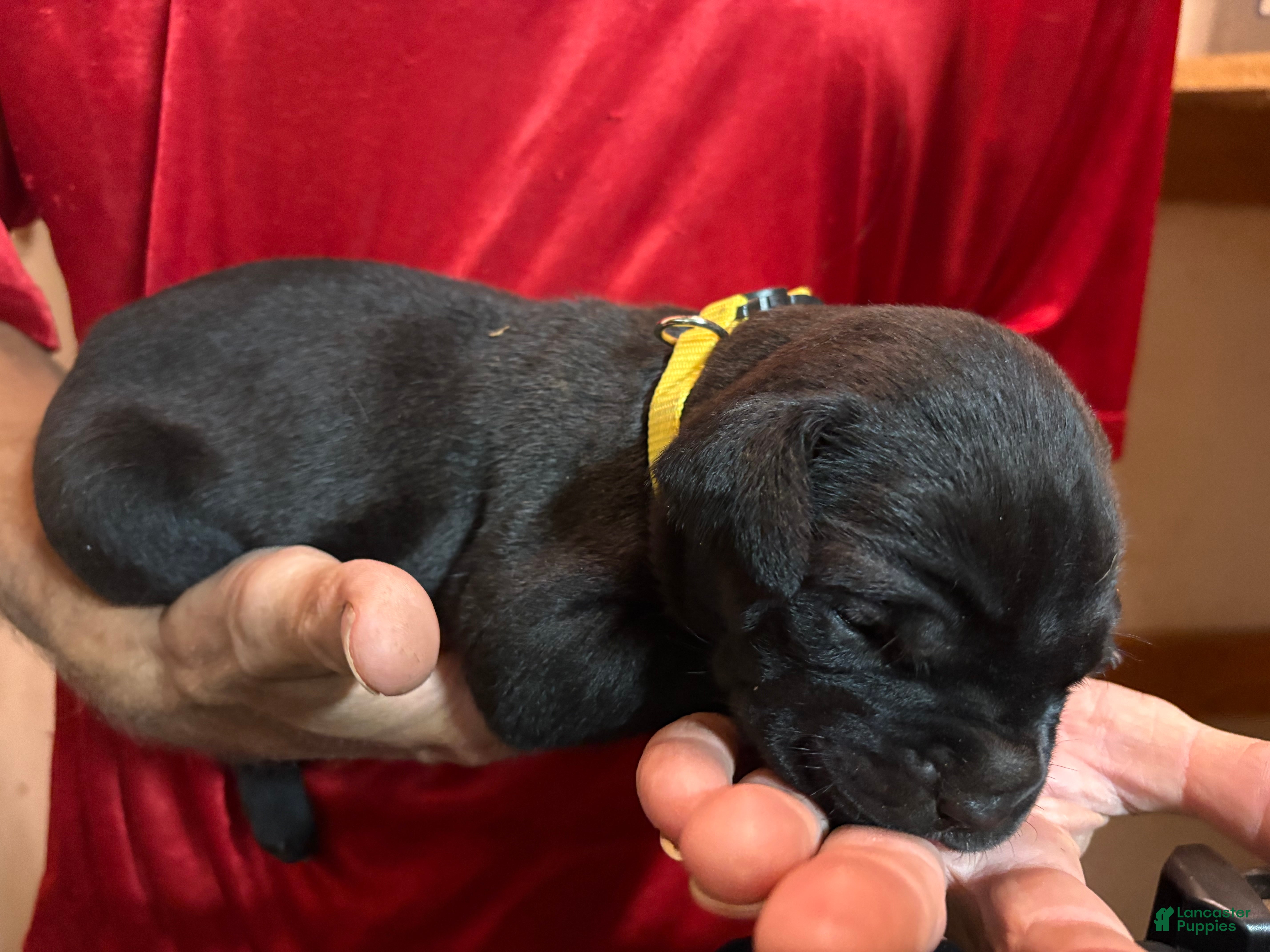 Cane Corso dogs Yellow - Ad 7