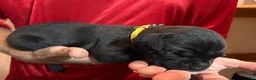 Cane Corso dogs for sale: Yellow - Ad 1
