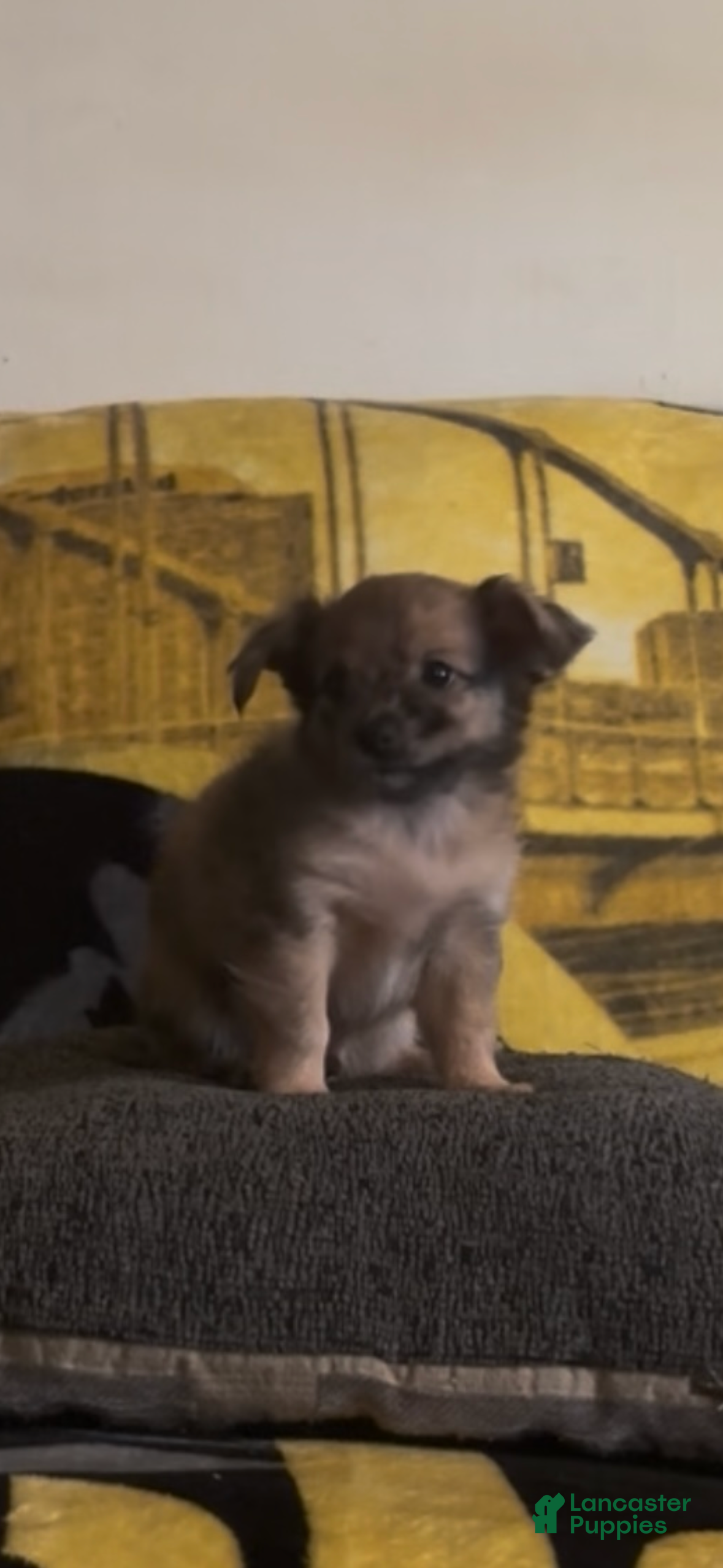 Chiweenie dogs T-Rex  - Ad 2