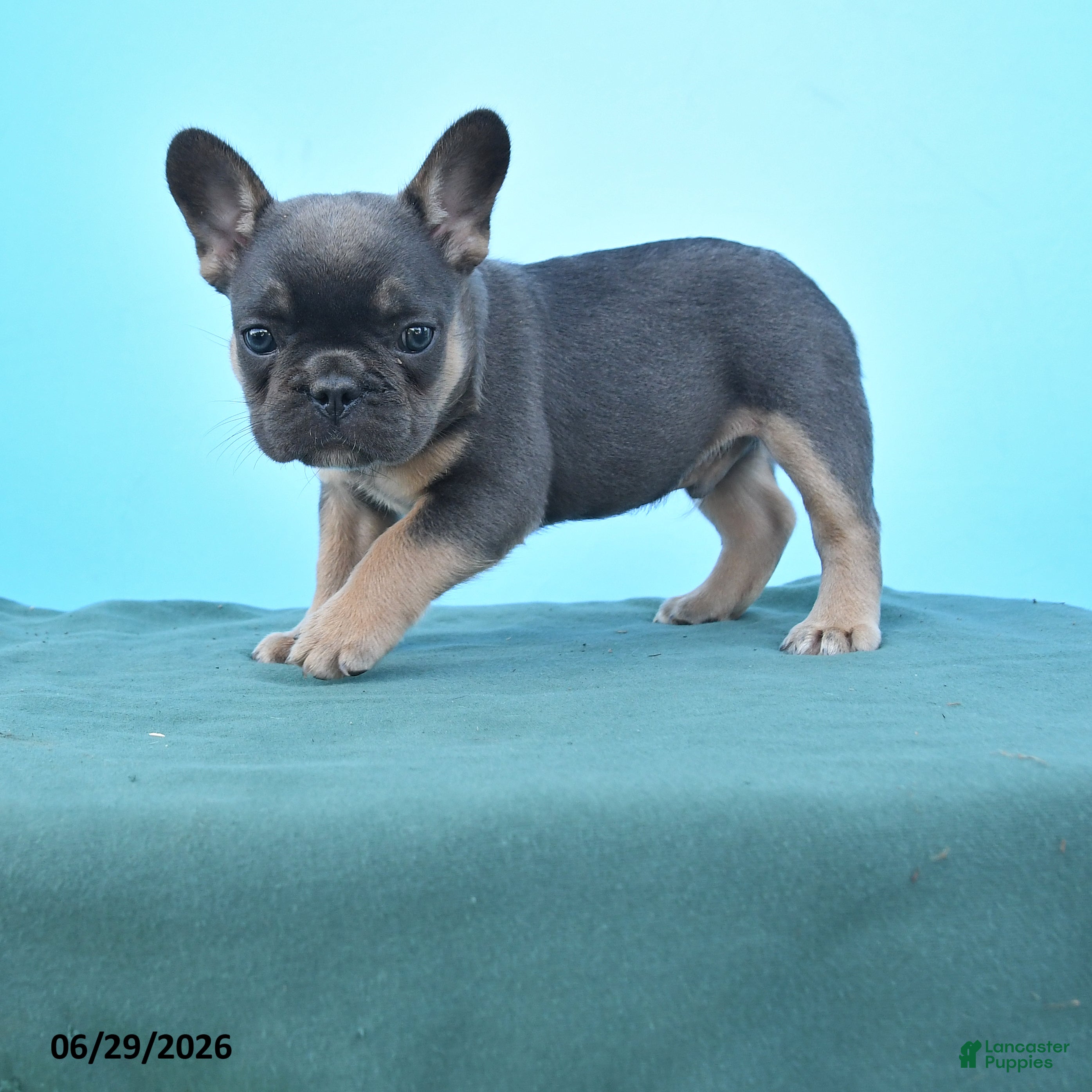 French Bulldog dogs Dennis - Ad 1