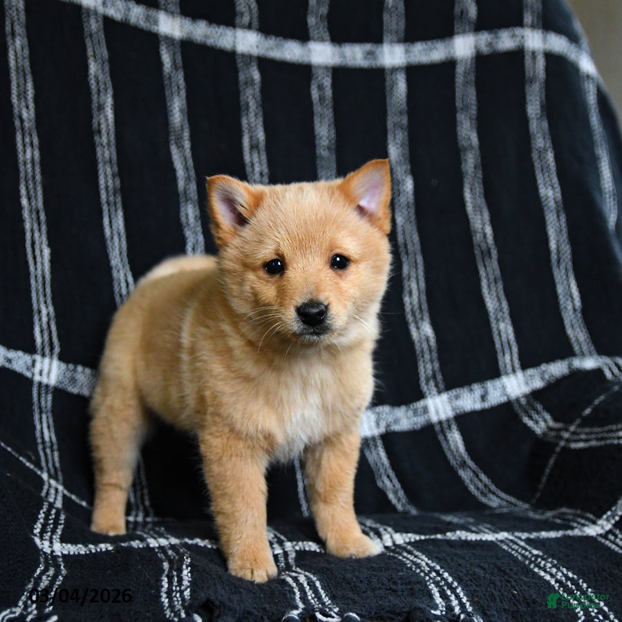 Schipperke dogs Finnegan - Ad 1