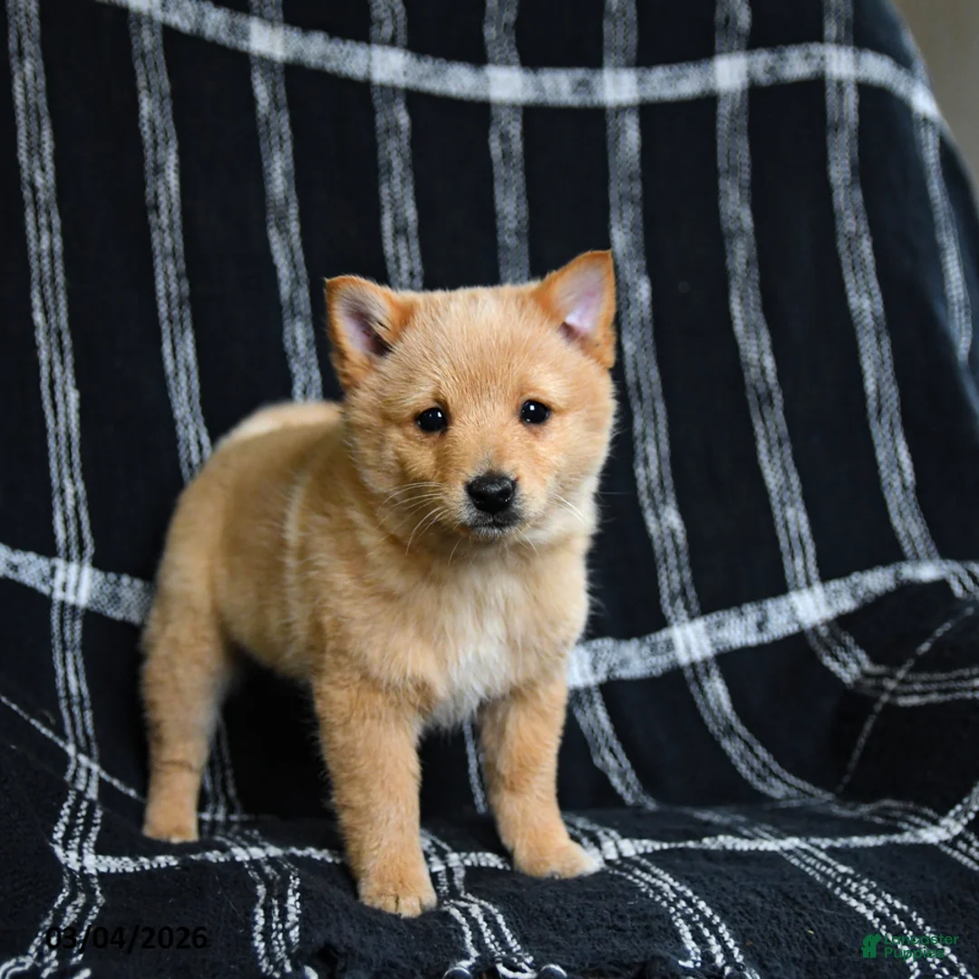 Schipperke dogs for sale: Finnegan - Ad 1