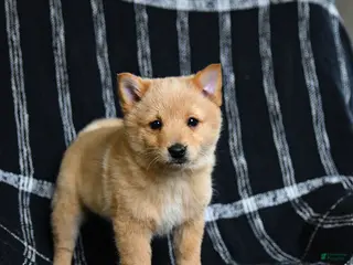 Schipperke dogs for sale: Finnegan - Ad 1