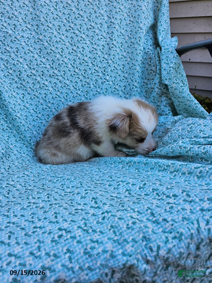 Welsh Corgi Pembroke dogs Sara - Ad 2