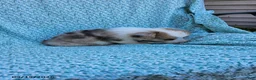 Welsh Corgi Pembroke dogs for sale: Sara - Ad 2