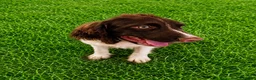 English Springer Spaniel dogs for sale: Captain Hook 🪝  - Ad 1
