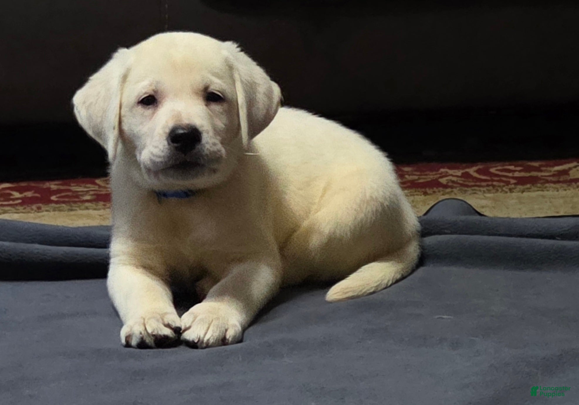 Labrador Retriever dogs Blue Collar - Ad 1