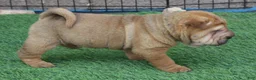 Shar Pei dogs for sale: Humperdink - Ad 1