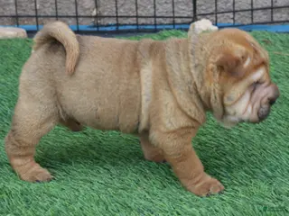 Shar Pei dogs for sale: Humperdink - Ad 4