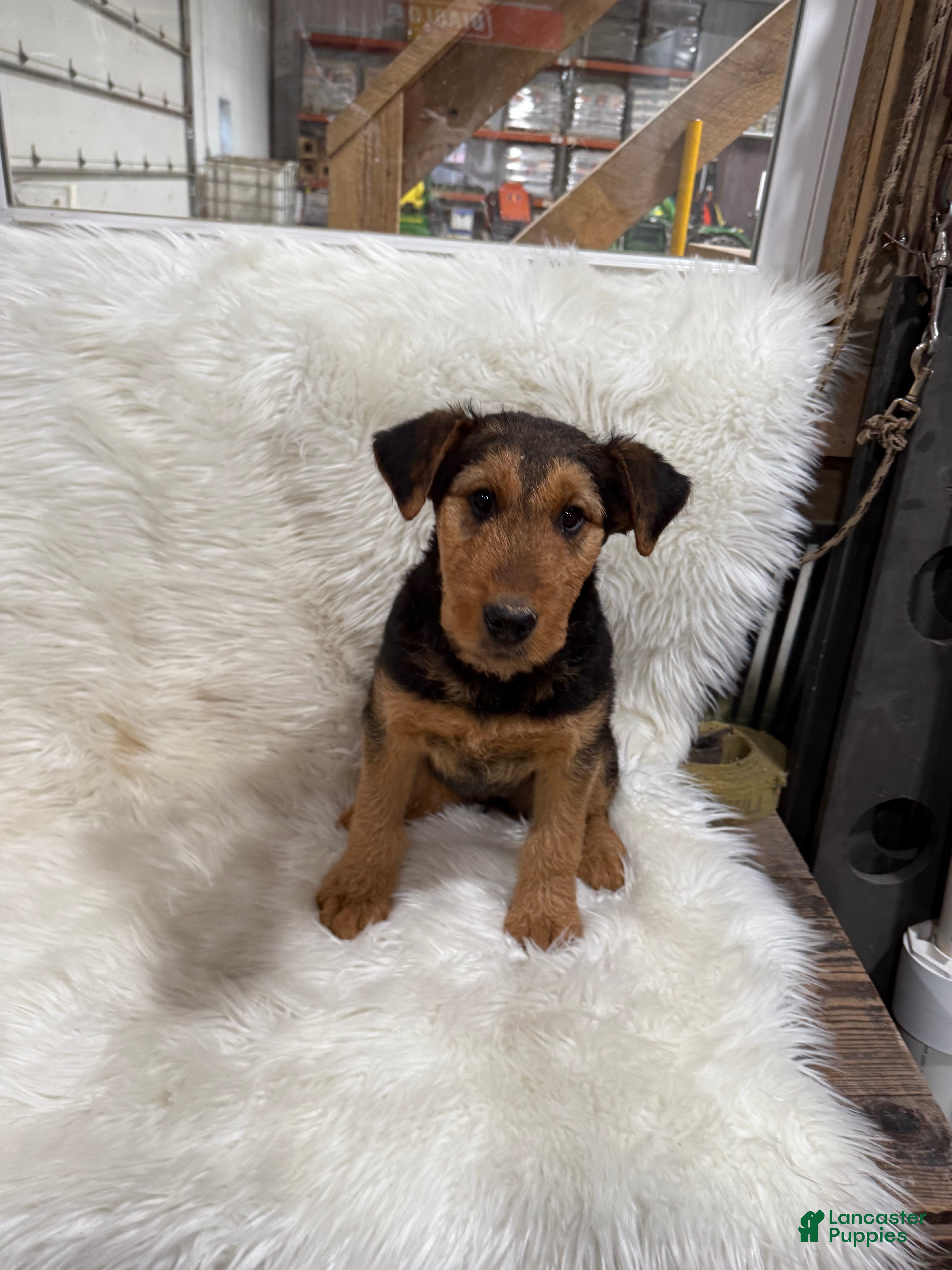 Airedale Terrier dogs Samantha Airedale Terrier Puppy 2 - Ad 1