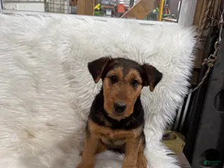 Airedale Terrier dogs Samantha Airedale Terrier Puppy 2 - Ad 3