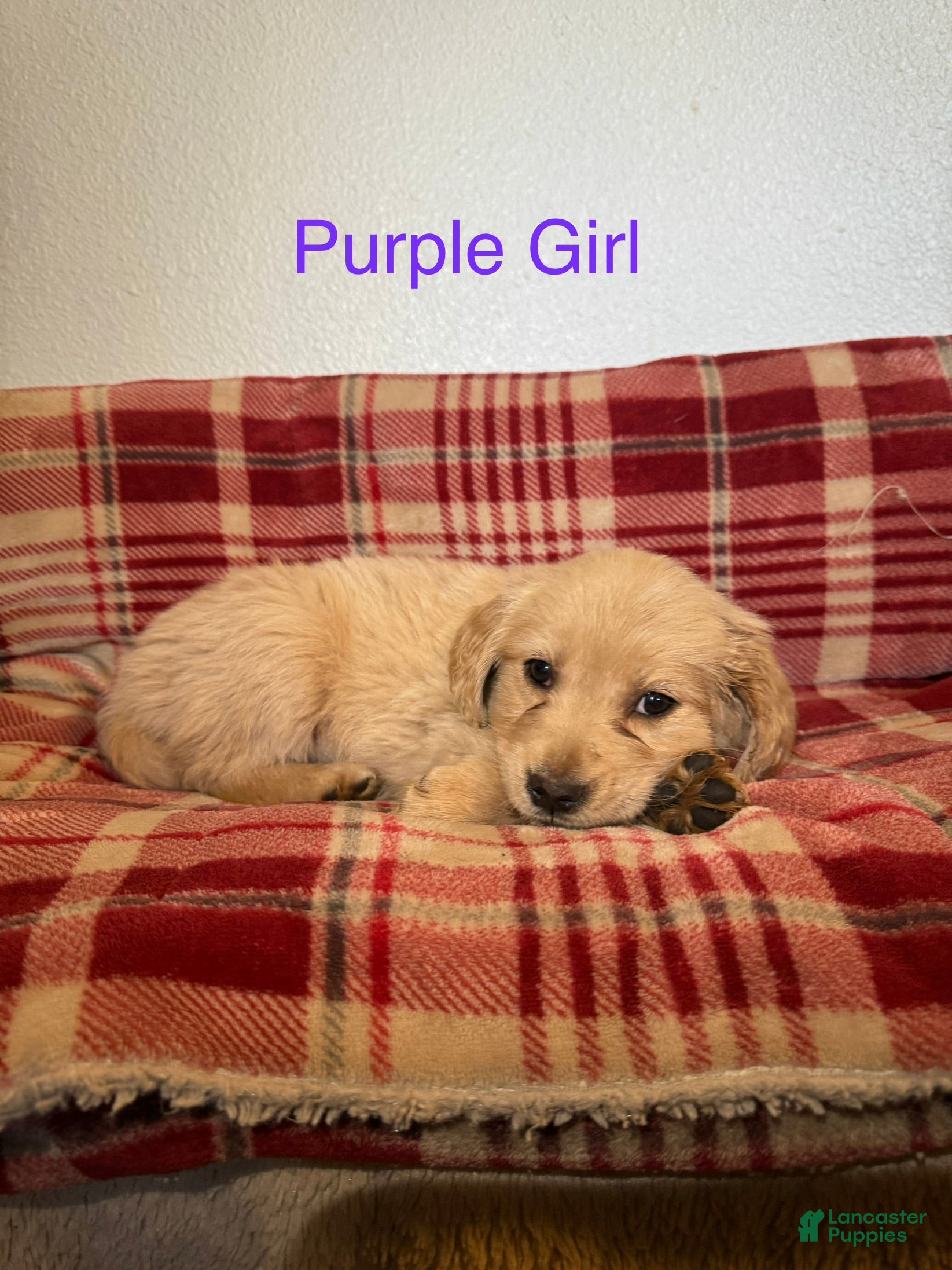 Golden Retriever dogs Purple Collar Female  - Ad 4