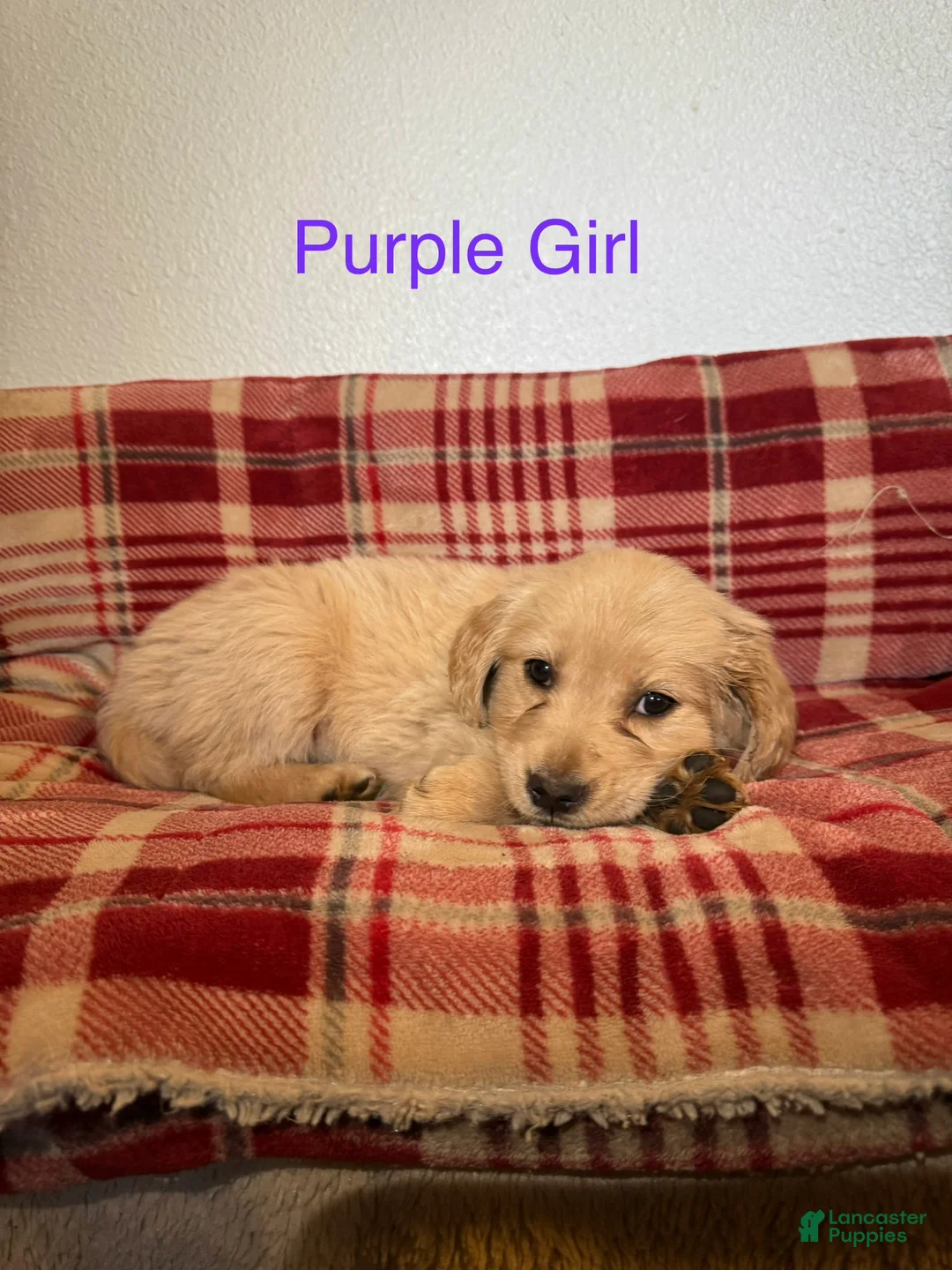 Golden Retriever dogs for sale: Purple Collar Female  - Ad 1