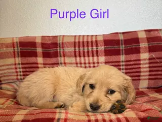 Golden Retriever dogs Purple Collar Female - Ad 4