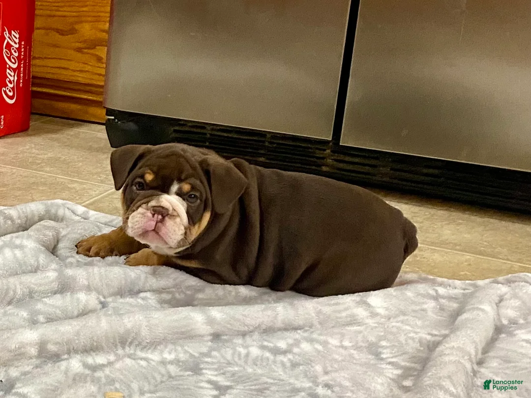 English Bulldog dogs for sale: Dozer - Ad 10
