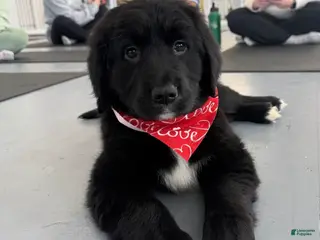 Mixed Breed dogs for sale: Shere Khan - Ad 1