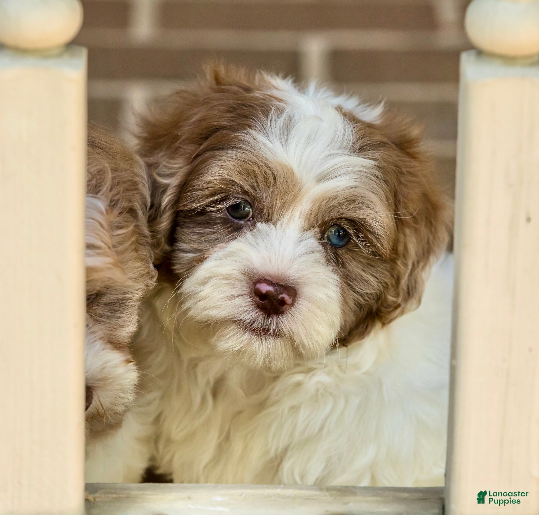 Shihpoo dogs Winston - Ad 1