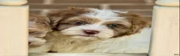Shihpoo dogs for sale: Winston - Ad 8