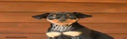 Miniature Pinscher dogs for sale: Charlie - Ad 5