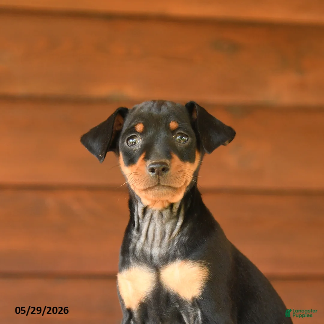 Miniature Pinscher dogs for sale: Charlie - Ad 5