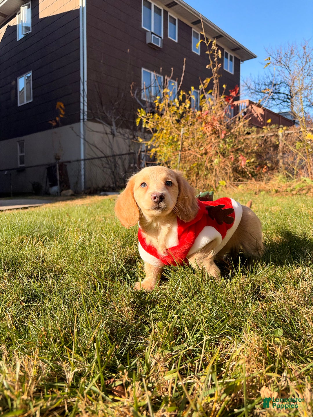 Miniature Dachshund dogs for sale: Maurice - Ad 3