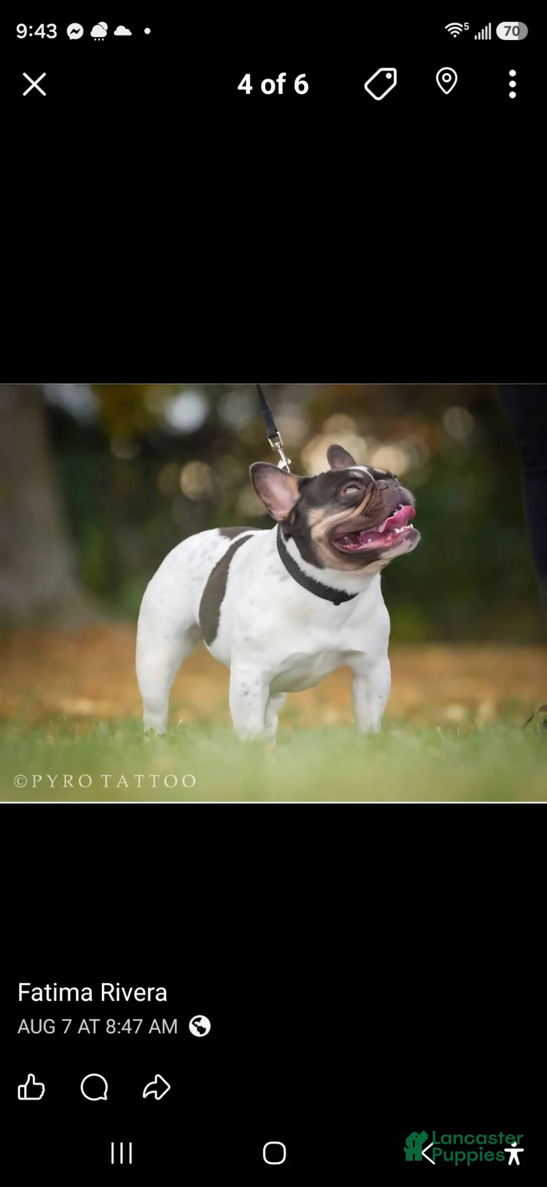 French Bulldog dogs for sale: French Bulldog 3 - Ad 2