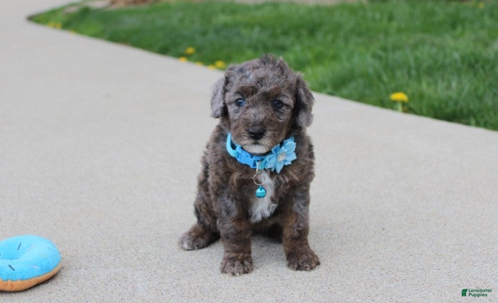 Miniature Poodle dogs Archie  - Ad 1