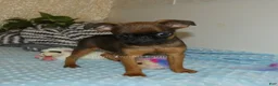 Brussels Griffon dogs for sale: Otis - Ad 4