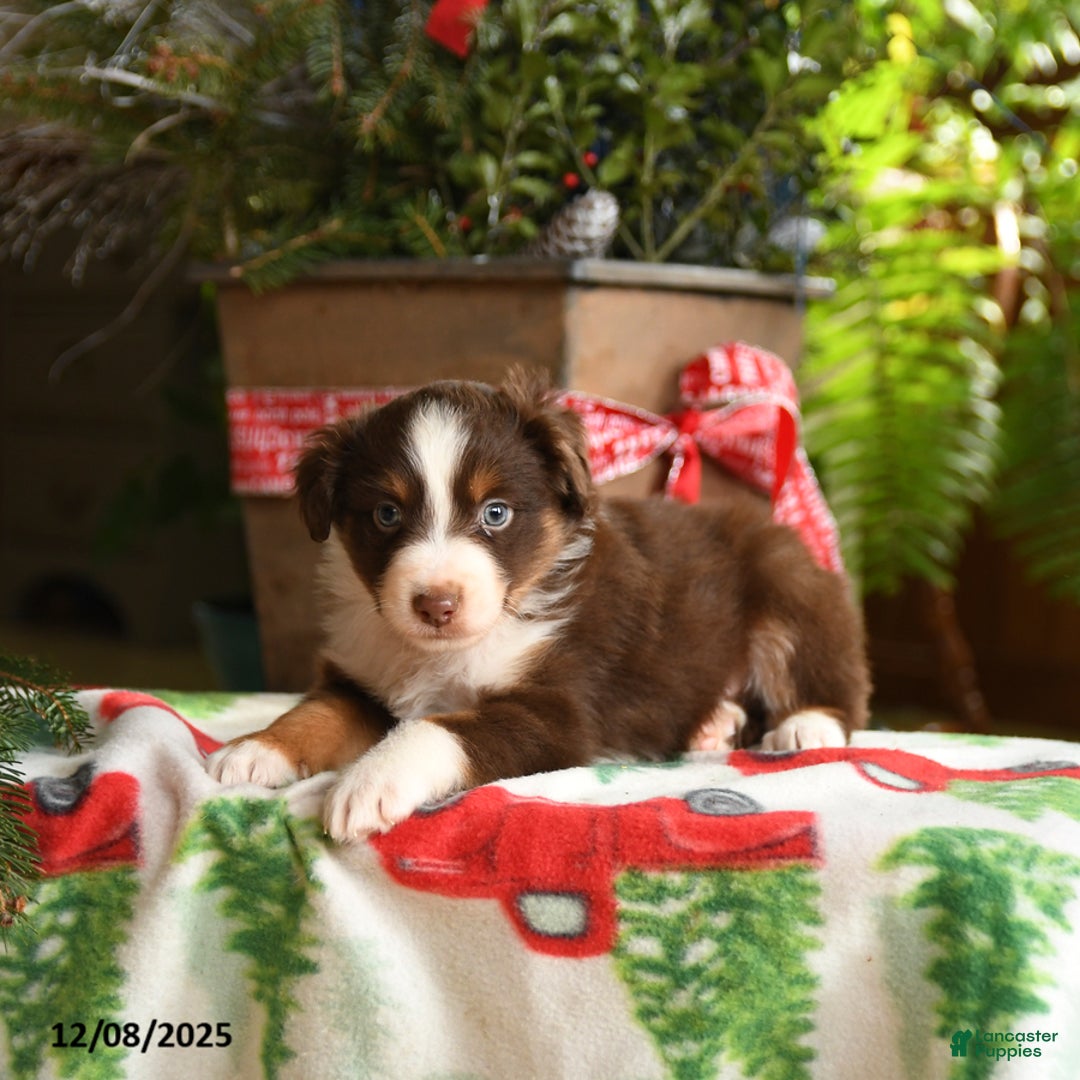 Australian Shepherd dogs for sale: Adonis - Ad 2
