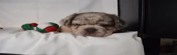 French Bulldog dogs for sale: Teddy - Ad 10