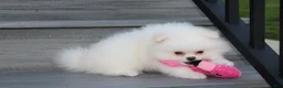 Pomeranian dogs for sale: Reese - Ad 12